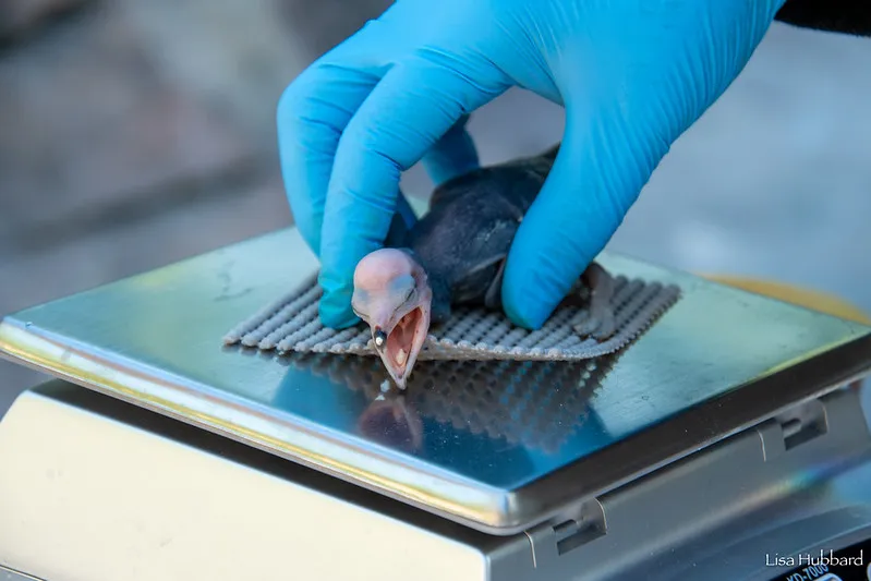 White-breasted cormorant chick