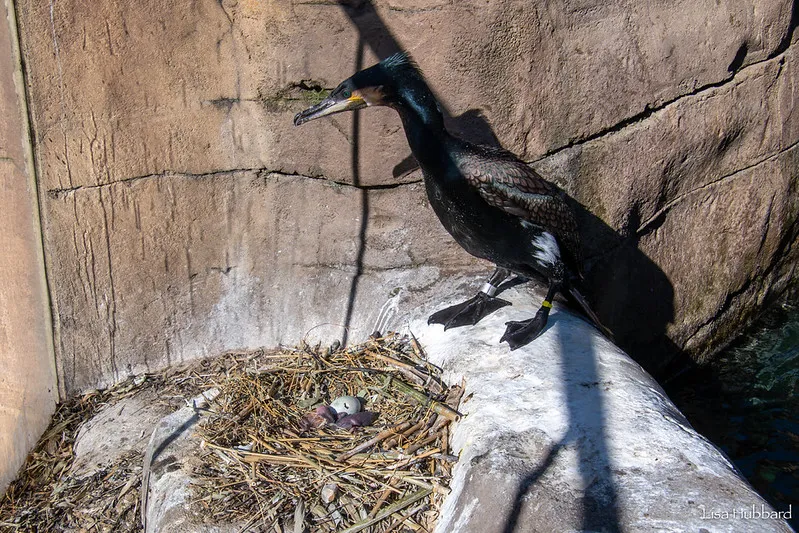 White-breasted cormorant with chick