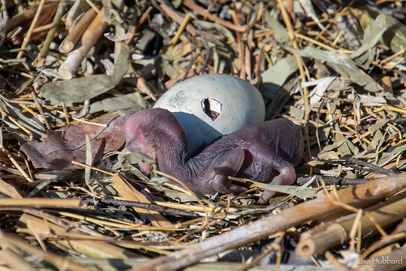 White-breasted cormorant chick