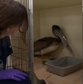 Brown Pelican receiving care for a fish hook in it's esophagus.
