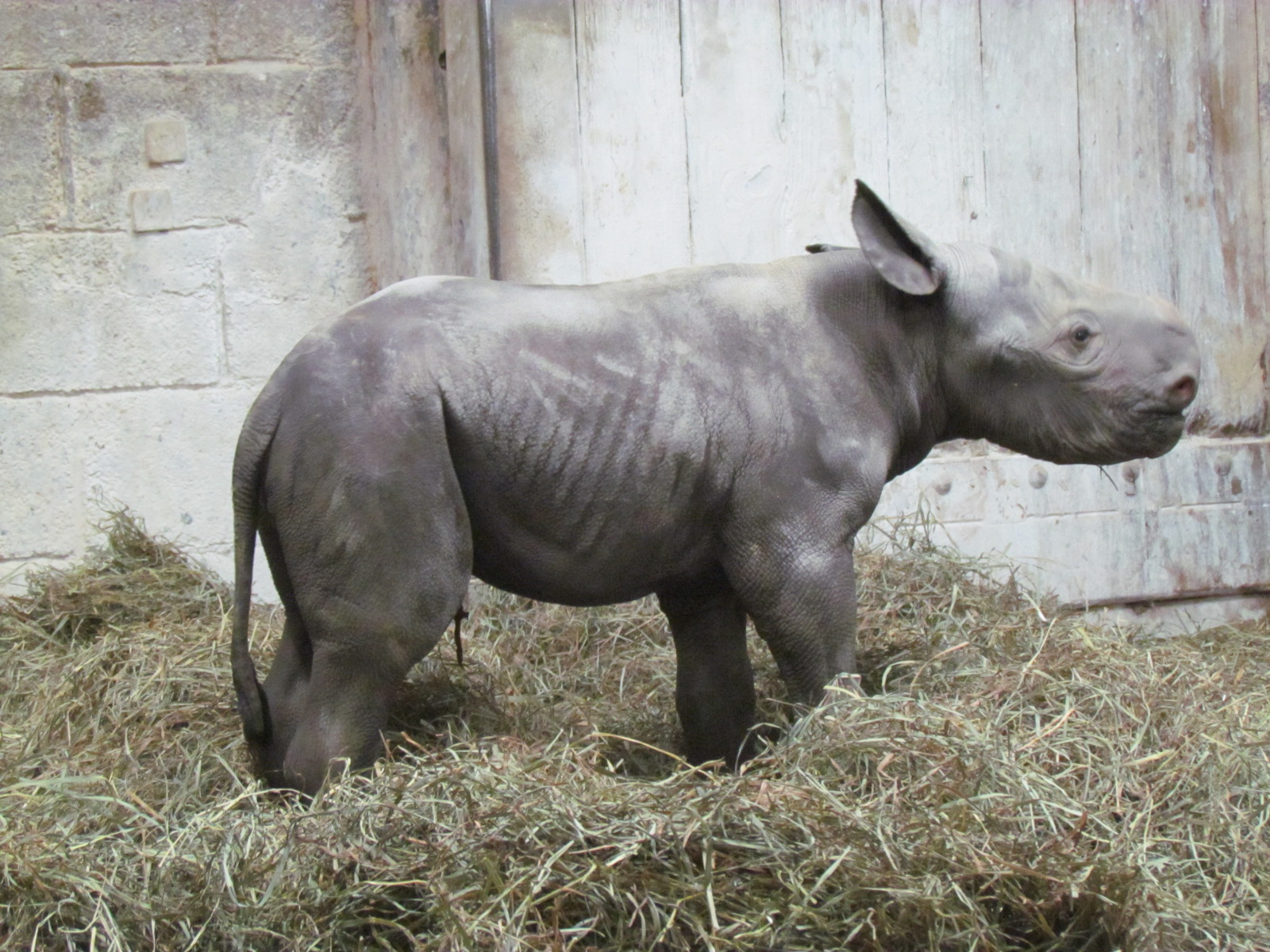 Rare Glimpse of Cincinnati Zoo Rhino Birth and First Wobbly Steps Caught on Video!