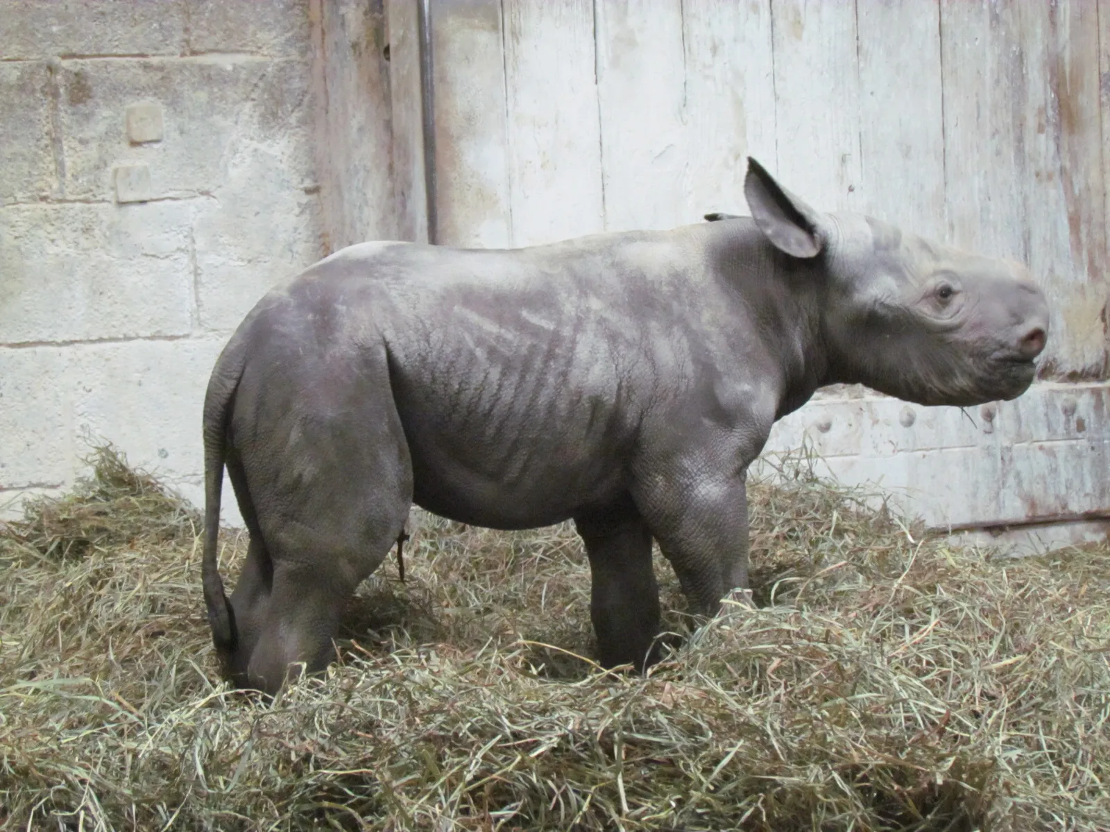 baby rhino