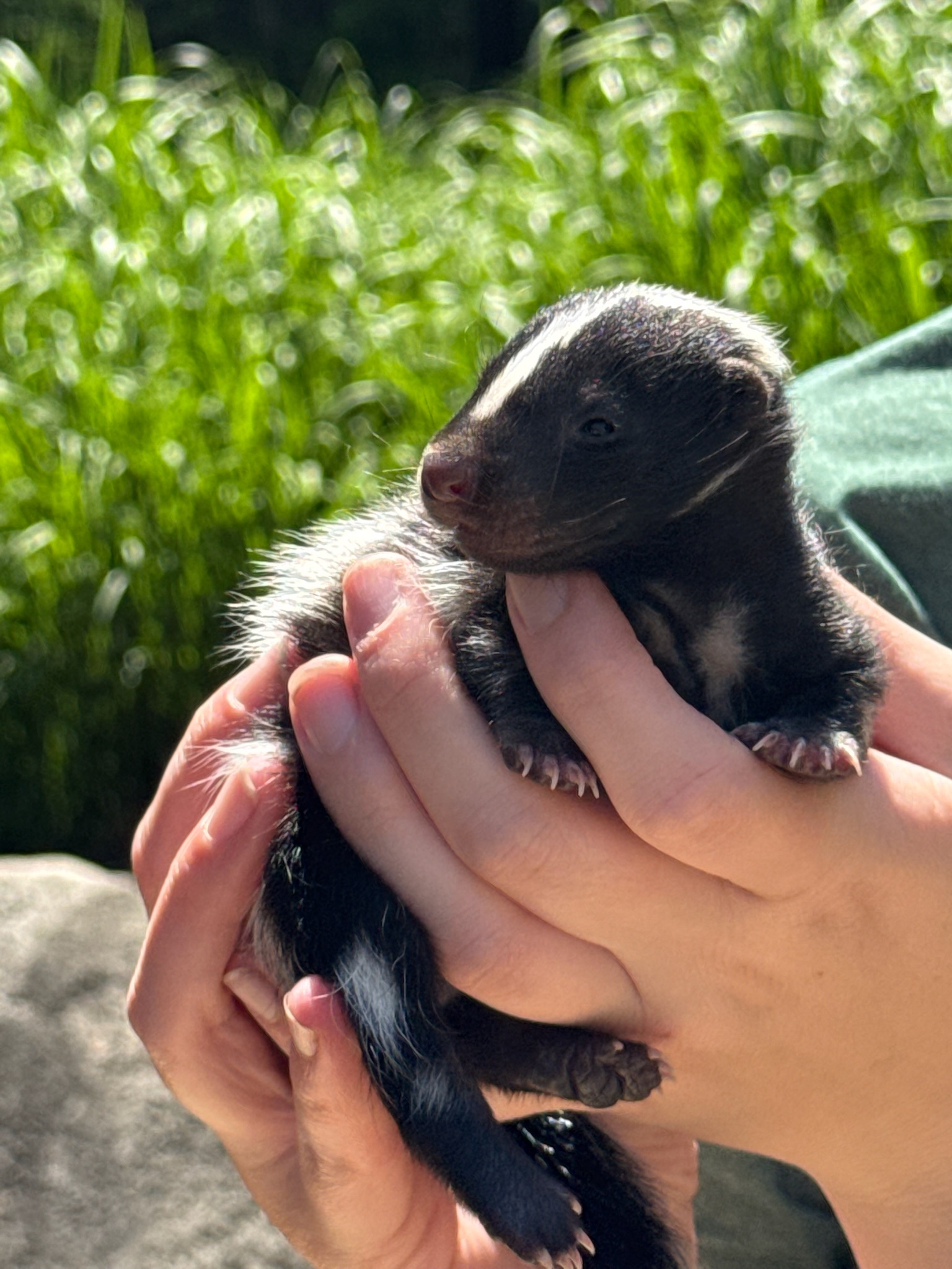 baby skunk outside