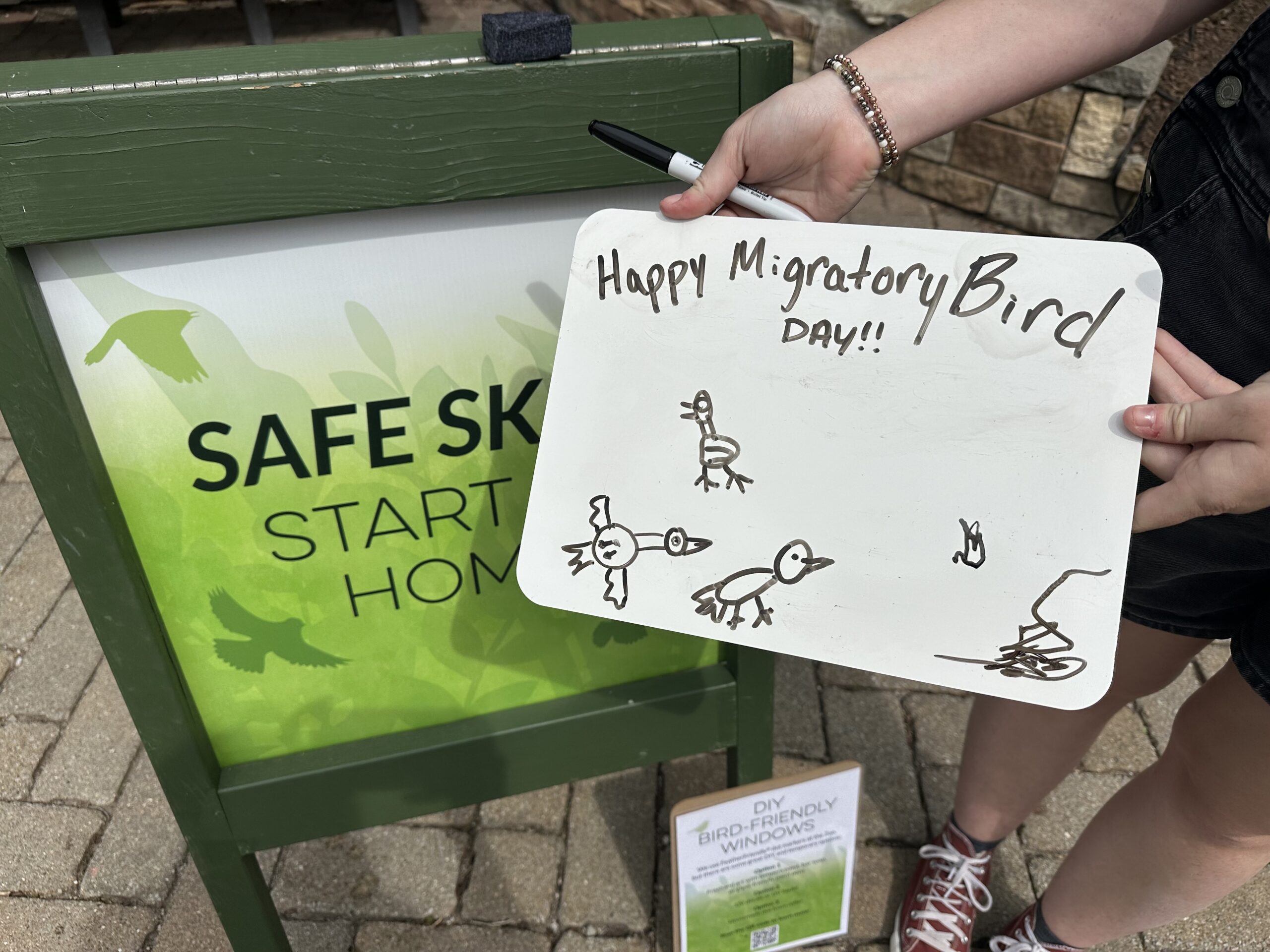 Volunteers have been helping Zoo visitors design their own window murals on dry erase boards!