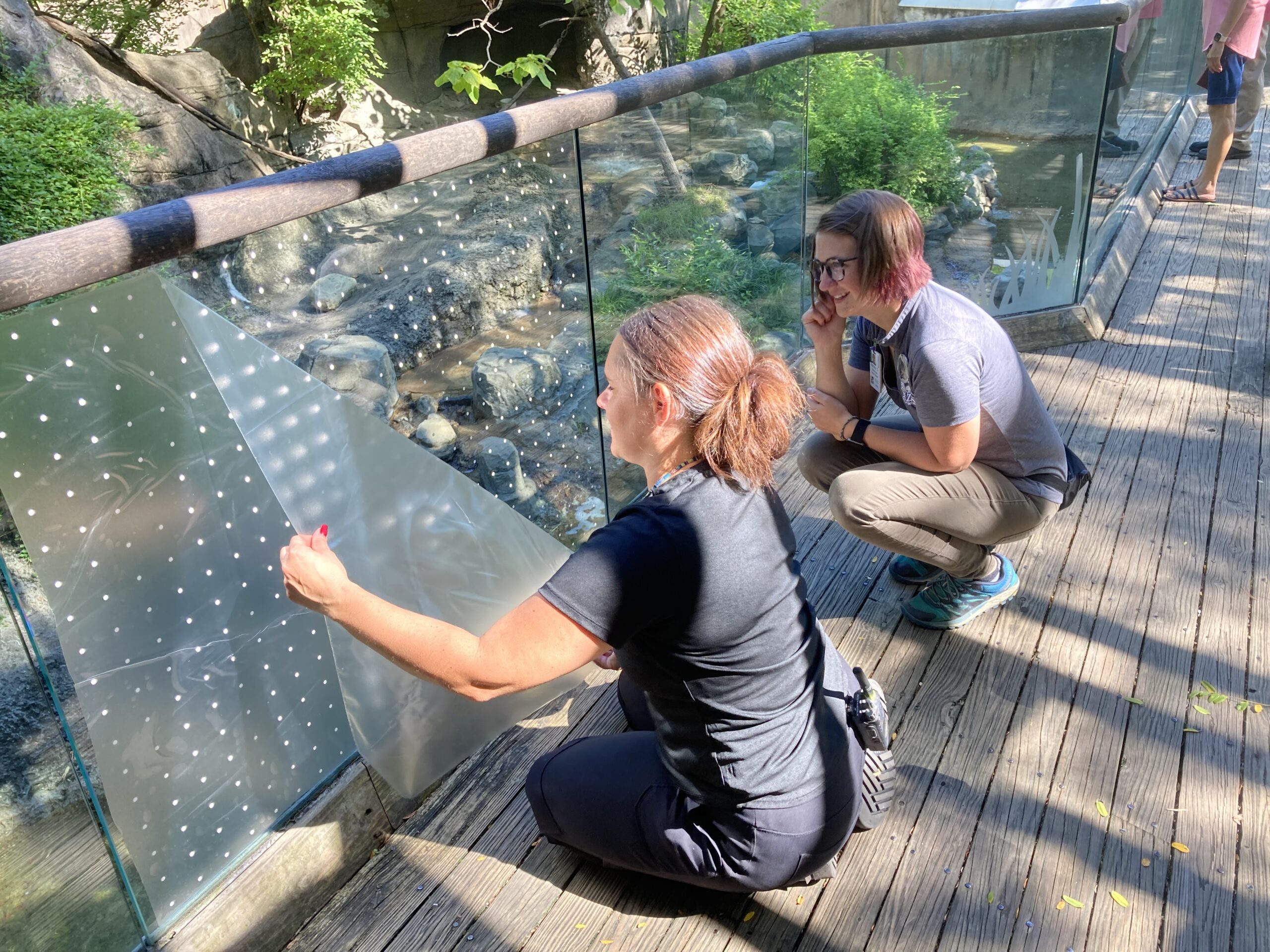 The Beauty Behind Bird-Safe Windows