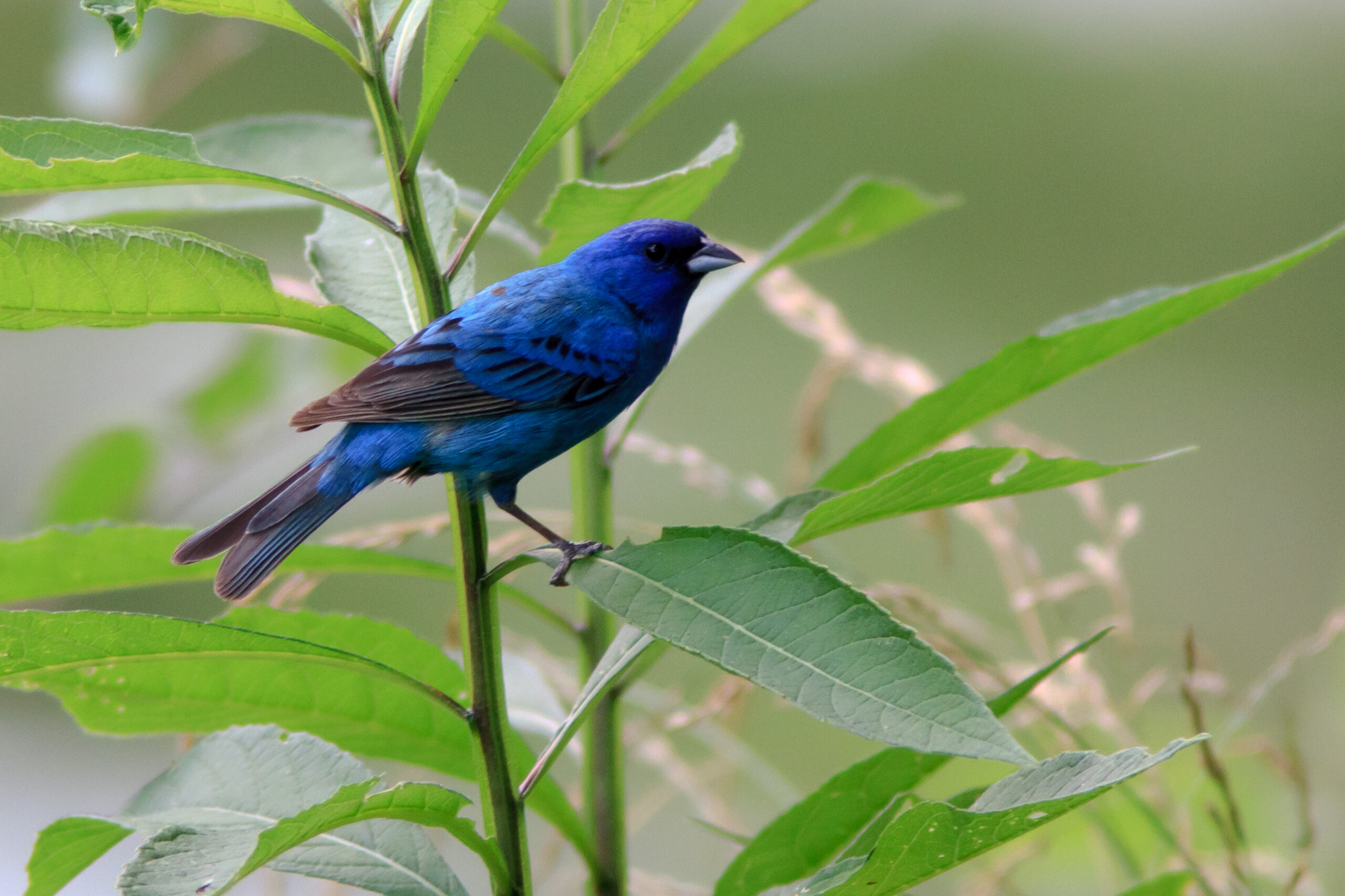 Indigo bunting