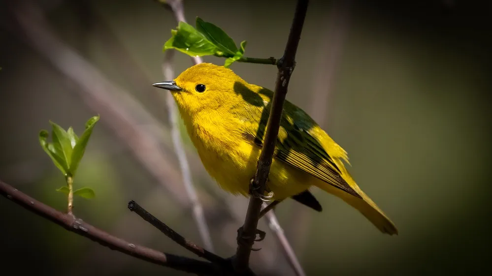 Prothonotary warbler