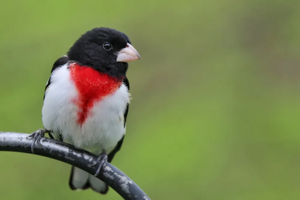 Rose breasted grosbeak