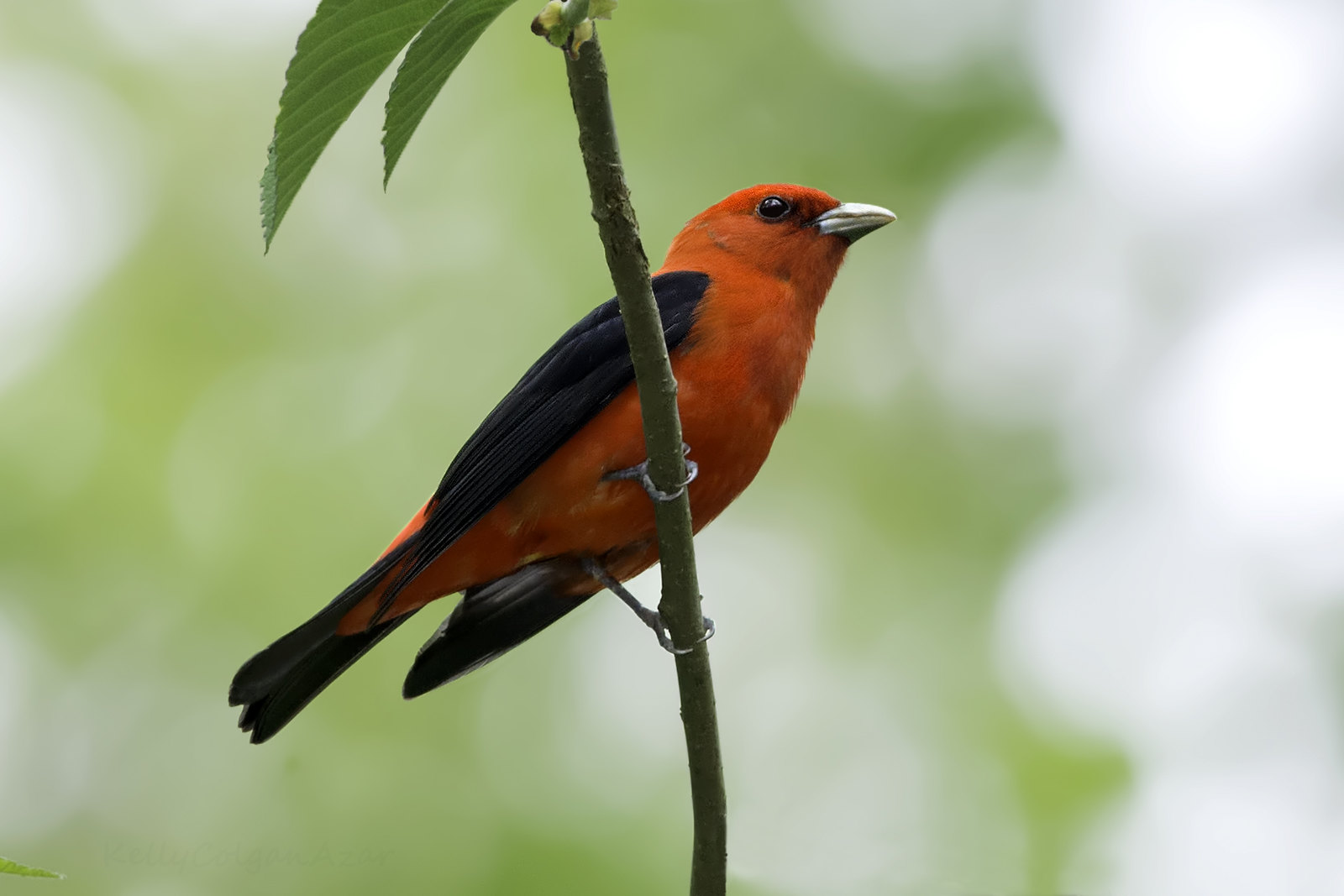 Scarlet Tanager