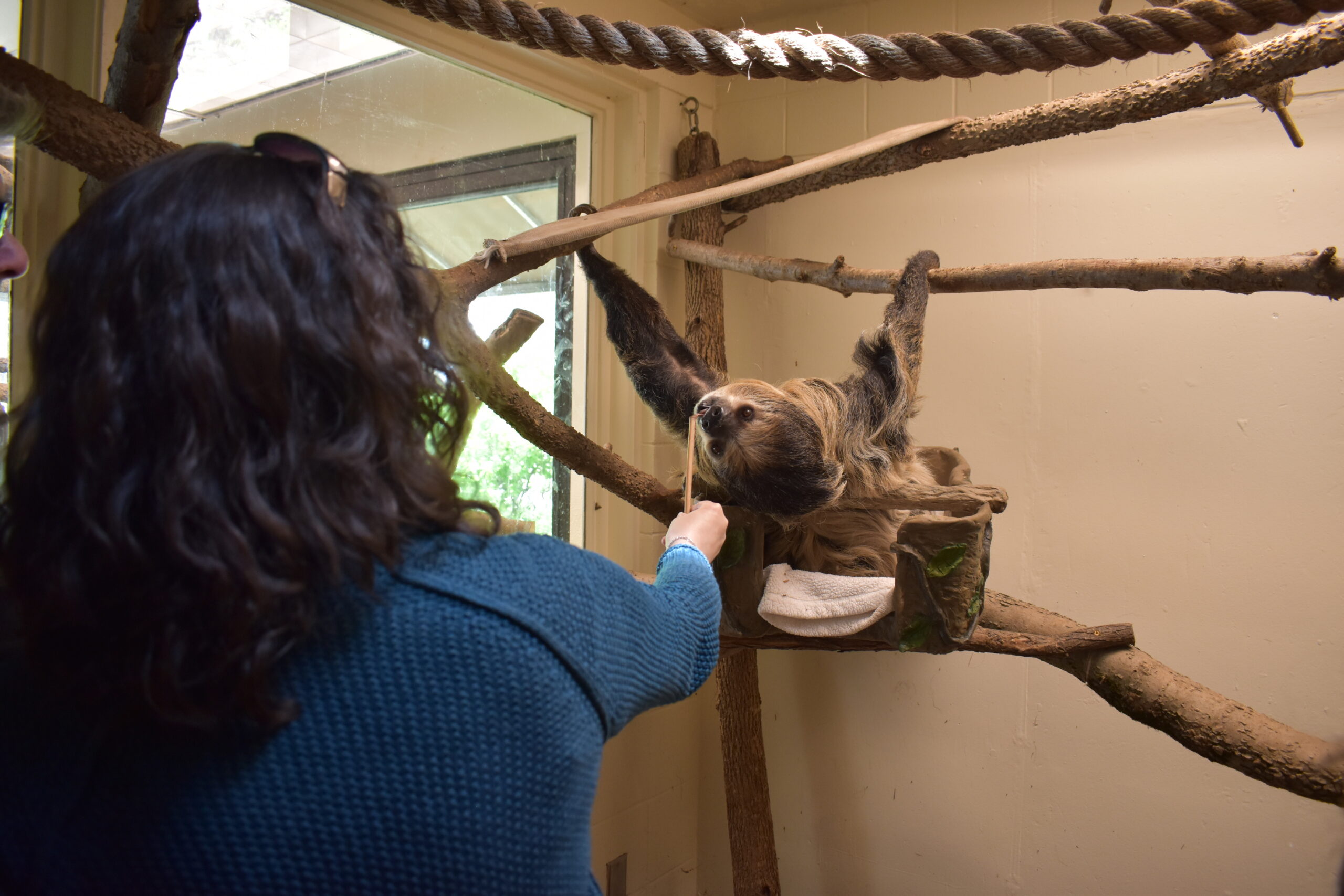 Slow Down with our Sloth tour guest feeds sloth
