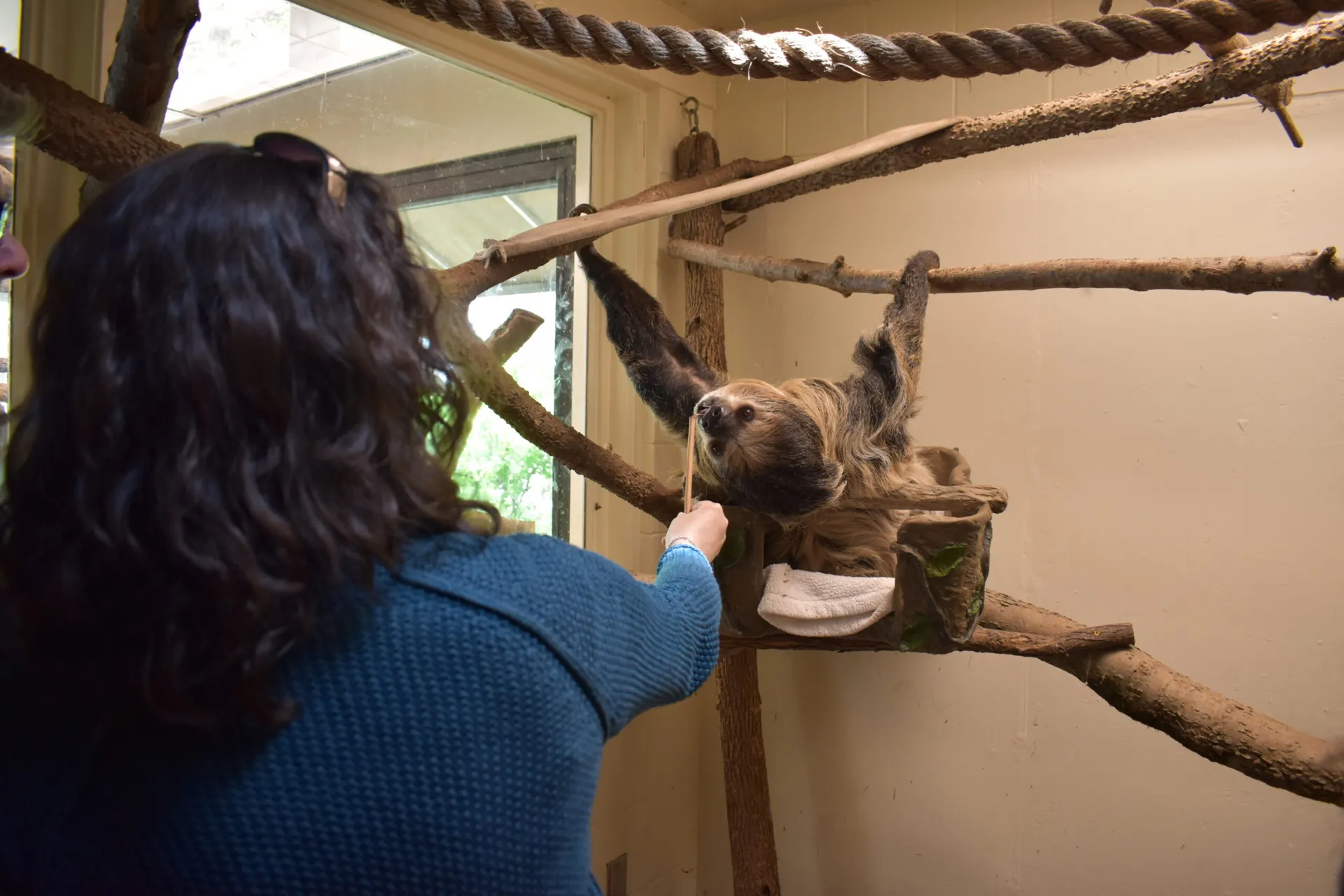 Slow Down with our Sloth tour guest feeds sloth