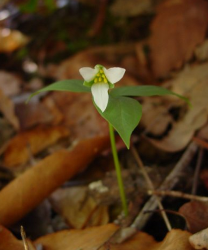 National Endangered Species Day: Protecting Plants With Science