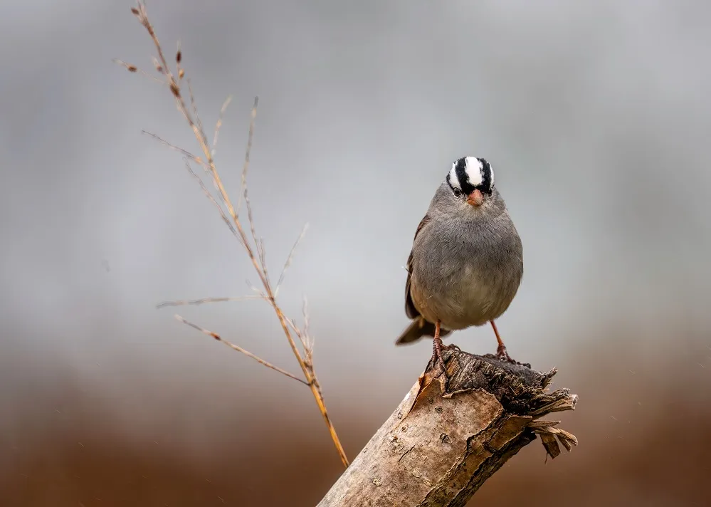 White crowned sparrow