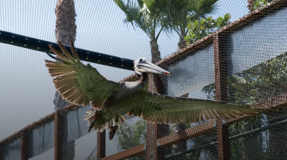 brown pelican