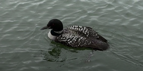 common loon on release day