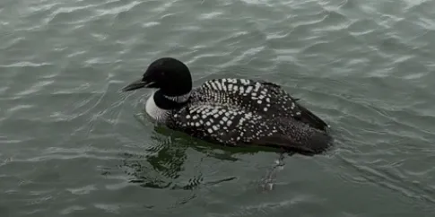 common loon on release day