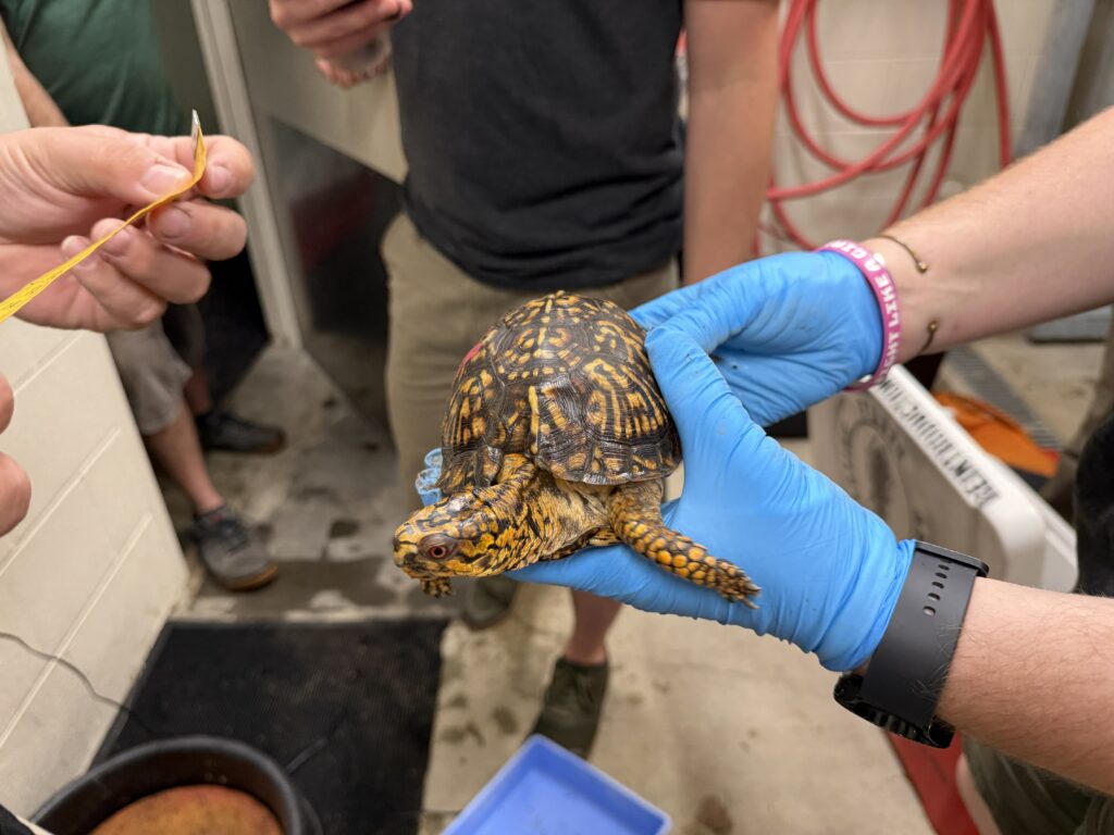 turtle exam