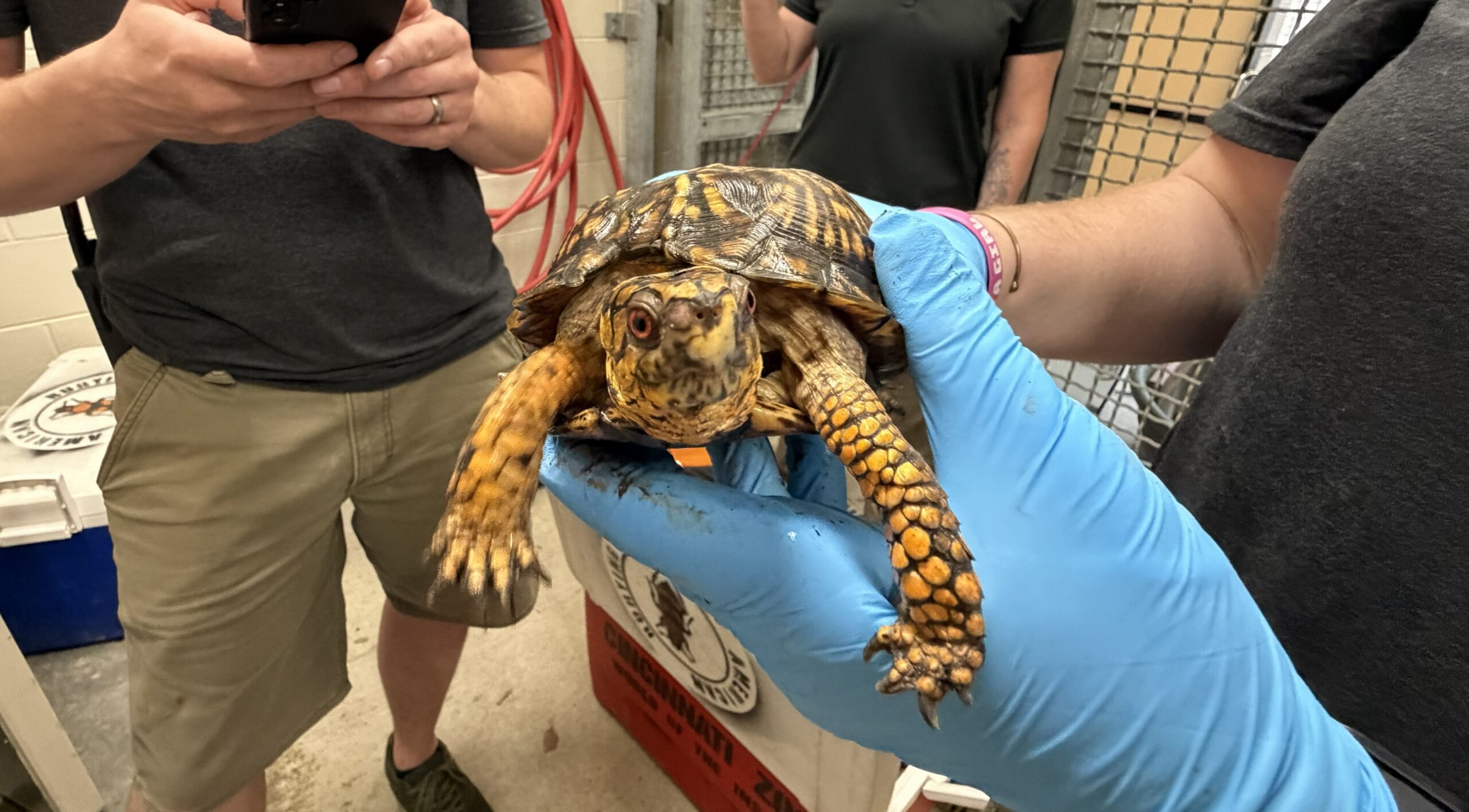 Thinking Outside the Box to Save Box Turtles