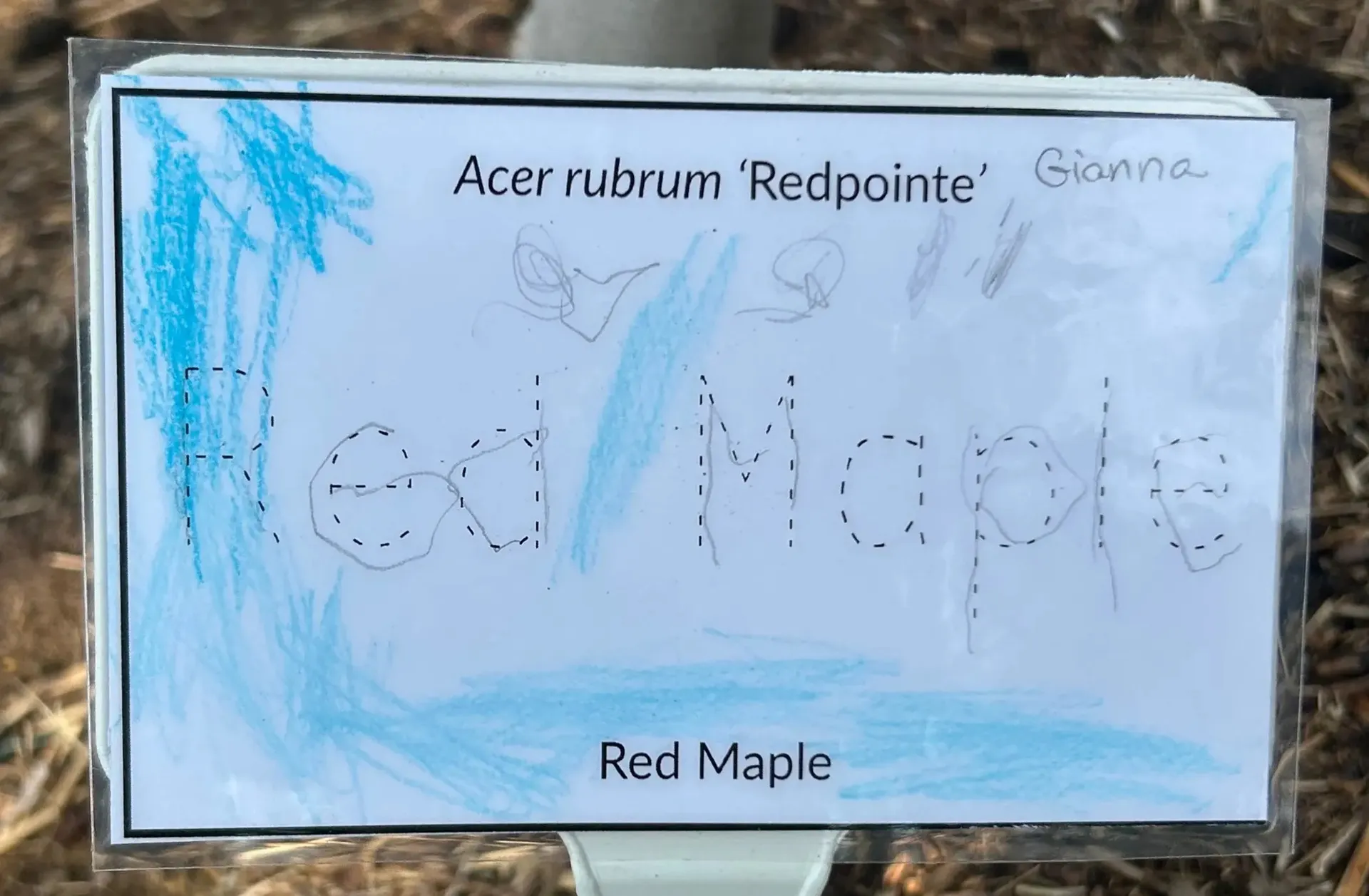 red maple tree sign