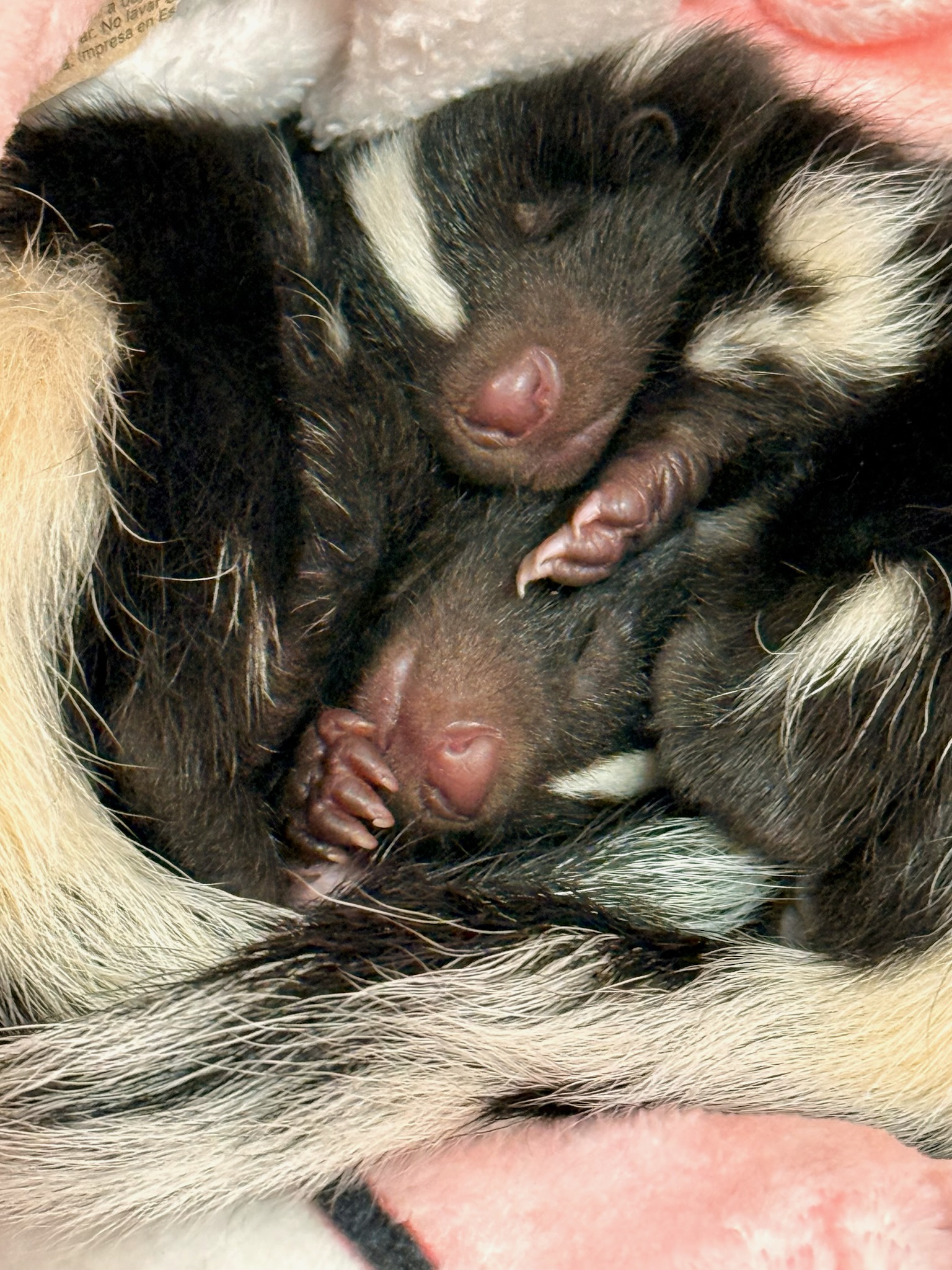 baby skunks napping