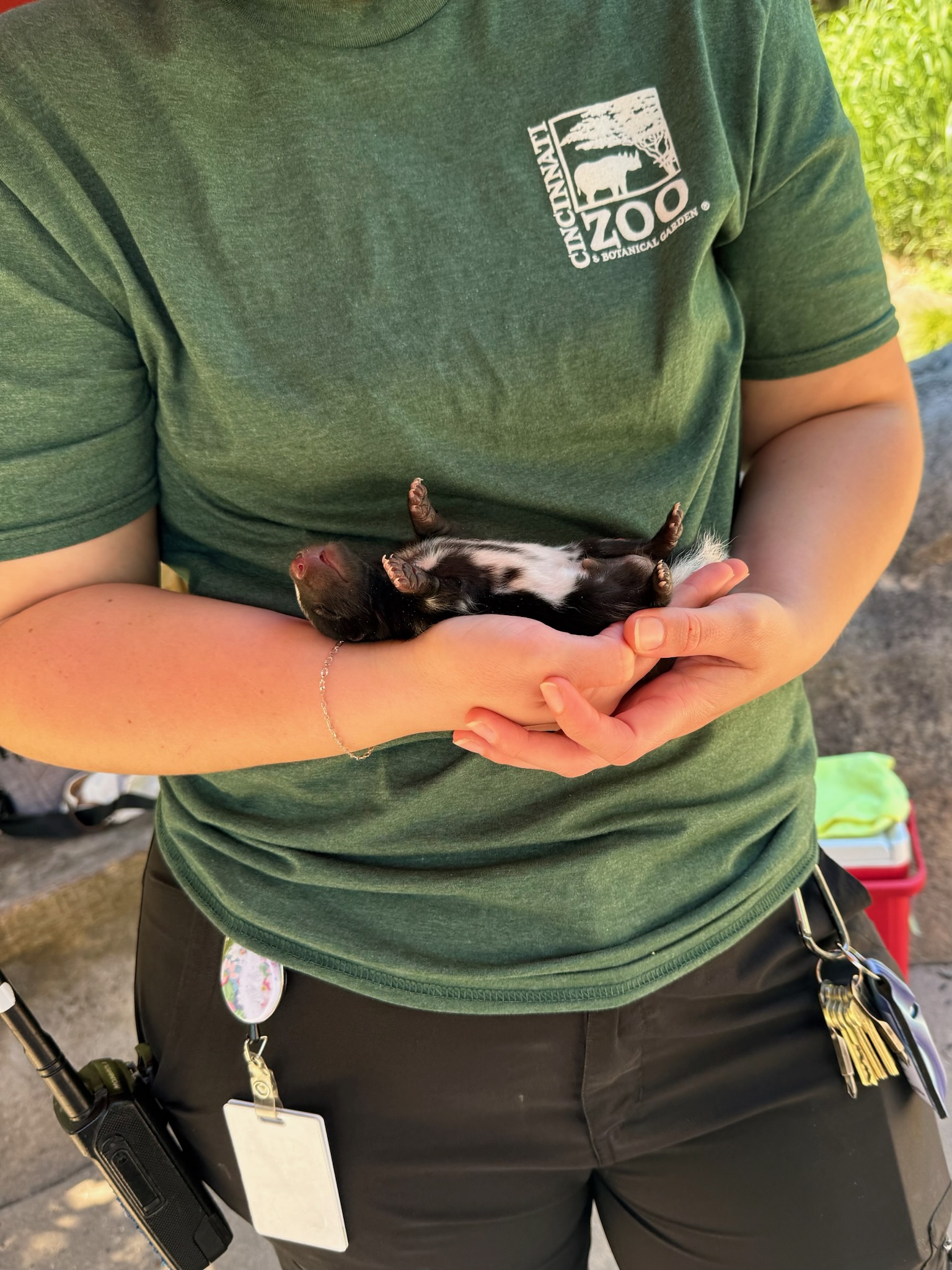 baby skunk outside