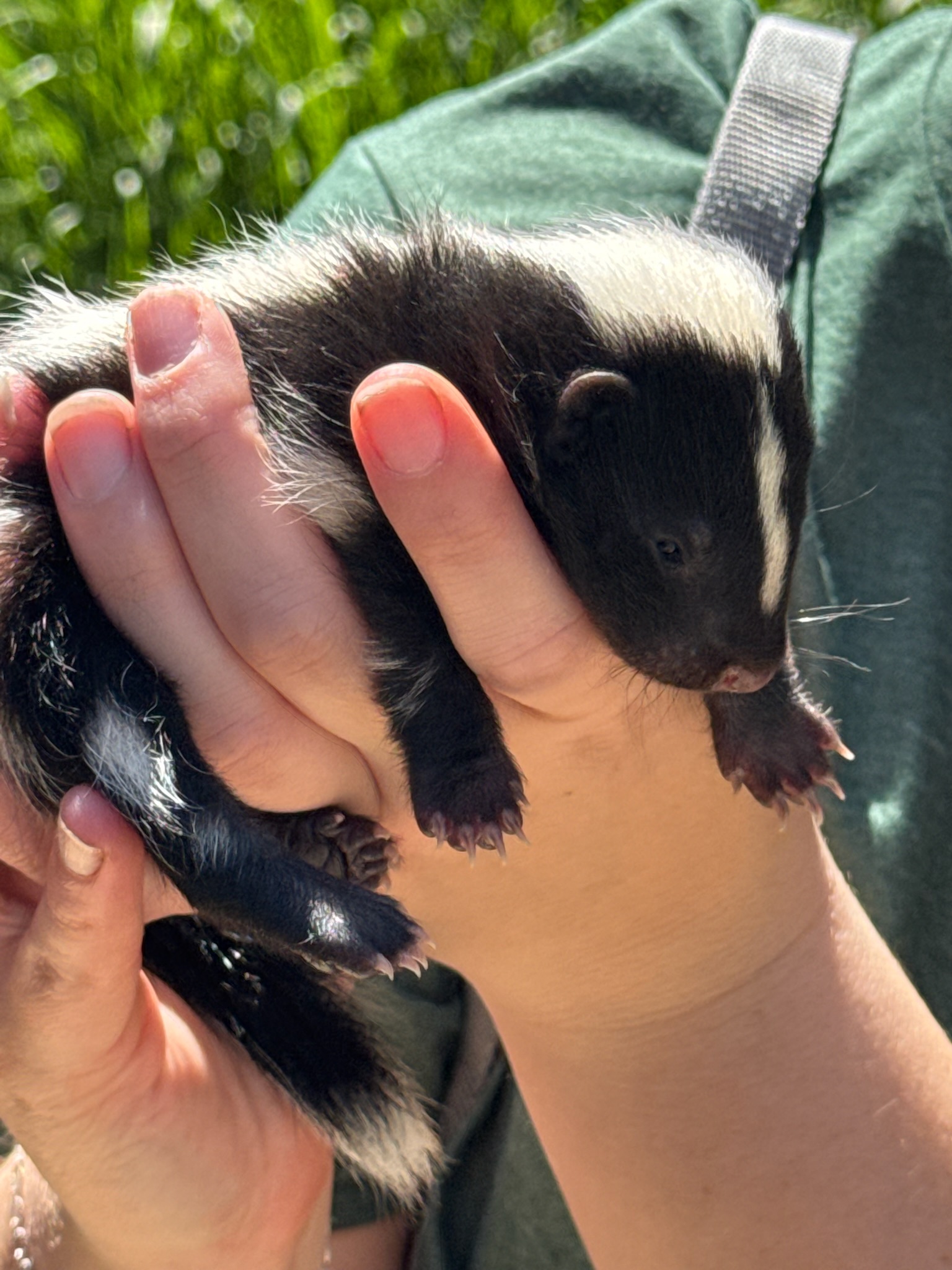 baby skunk outside