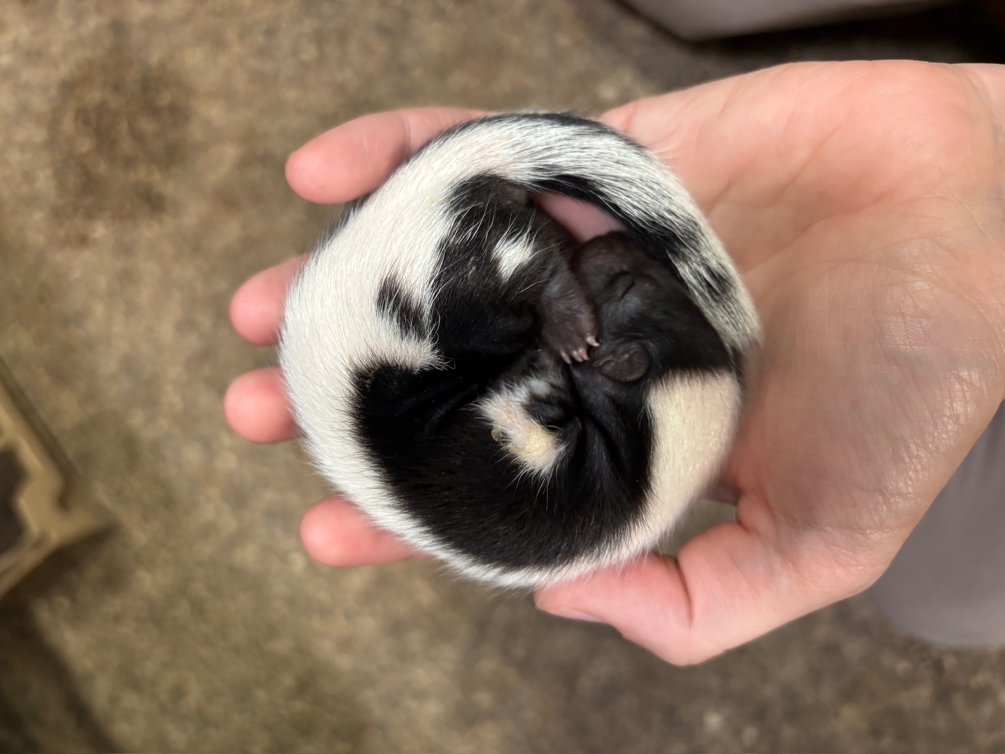 baby skunks napping
