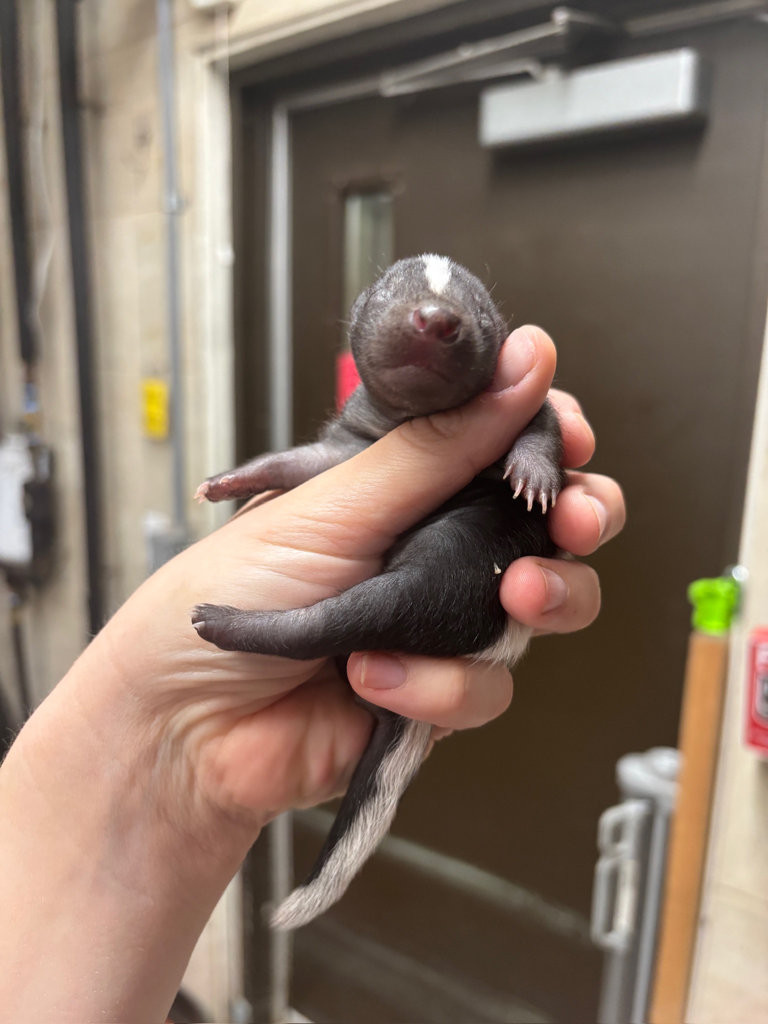 baby skunk napping