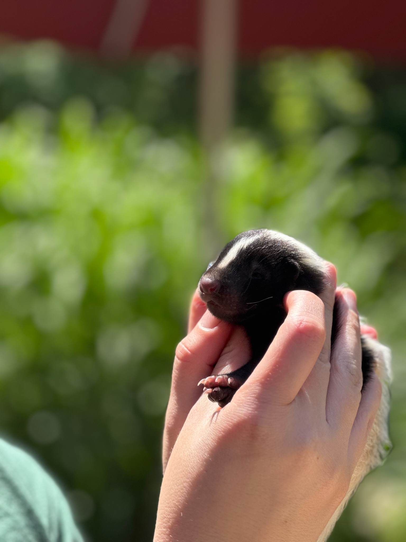 baby skunk outside