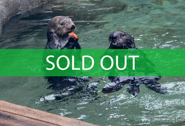 sold out bts sea otter