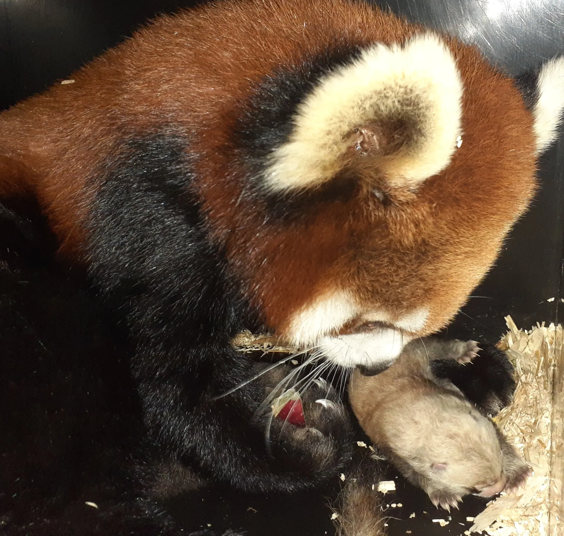 100th Red Panda Born at the Cincinnati Zoo