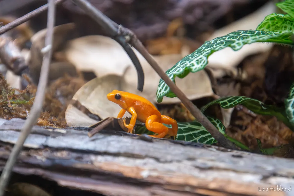 Golden Mantella - Cincinnati Zoo & Botanical Garden
