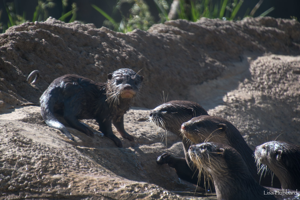 Making a Splash! Otter Pups Make First Outdoor Appearance