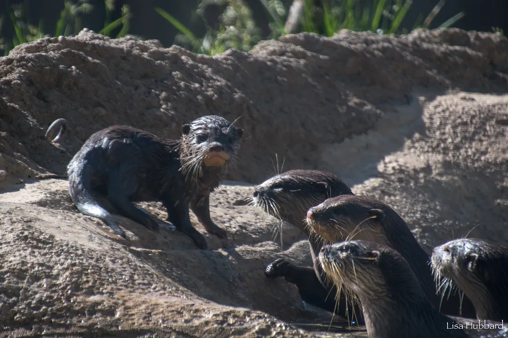 Making a Splash! Otter Pups Make First Outdoor Appearance