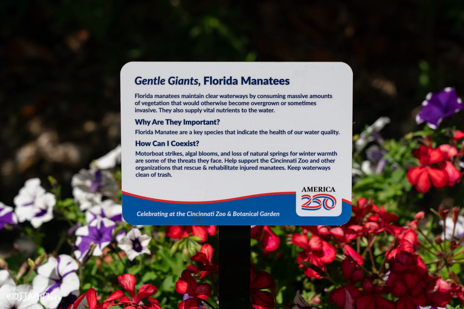 america 250 flower pot and sign