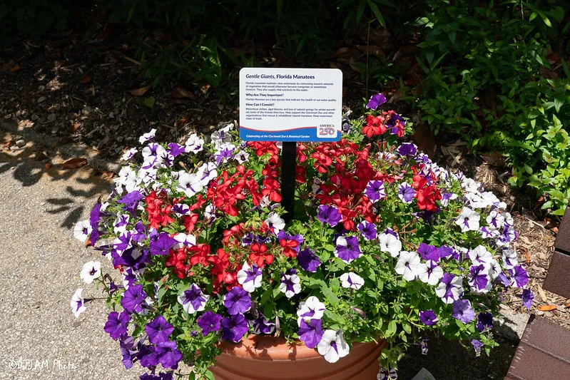 america 250 flower pot and sign