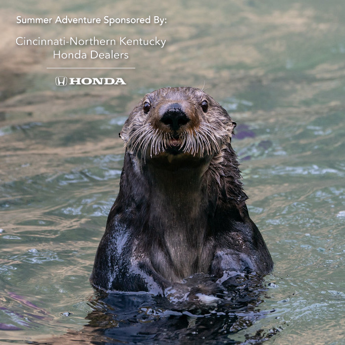 Summer Adventure
