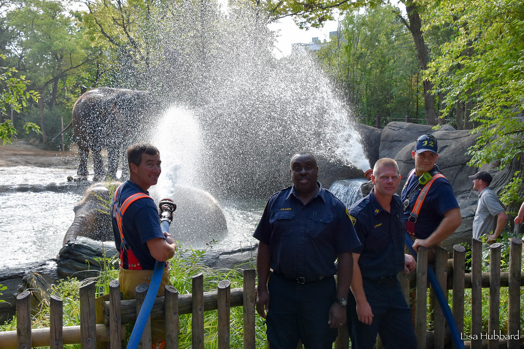 fireman spraying elephants with fire hose