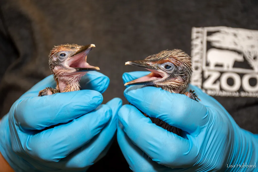 sihek chicks at cincinnati zoo