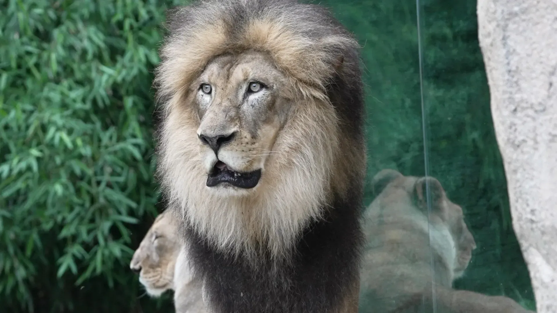 a lion