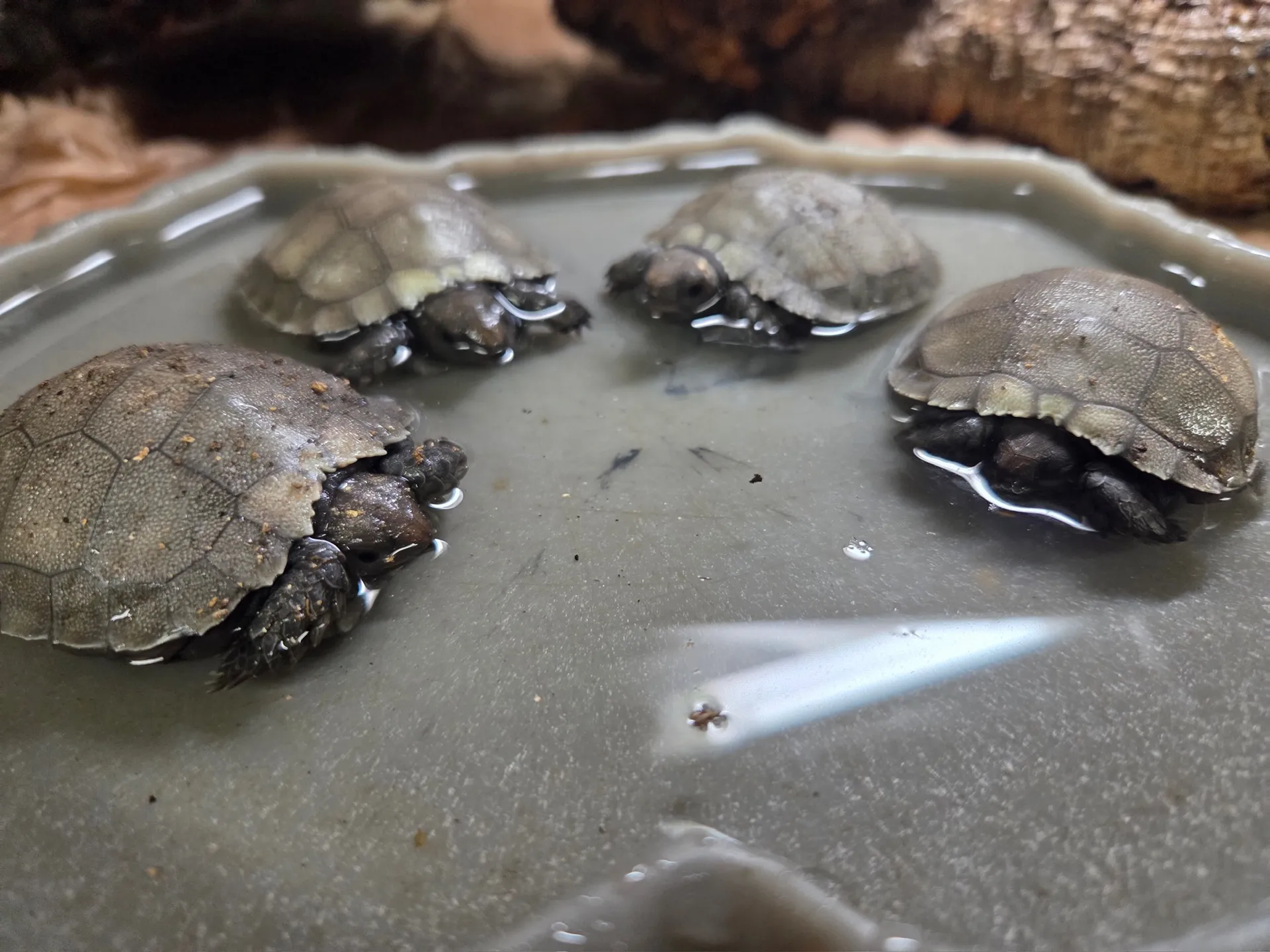 Four Tiny Tortoises, A Huge Conservation Win