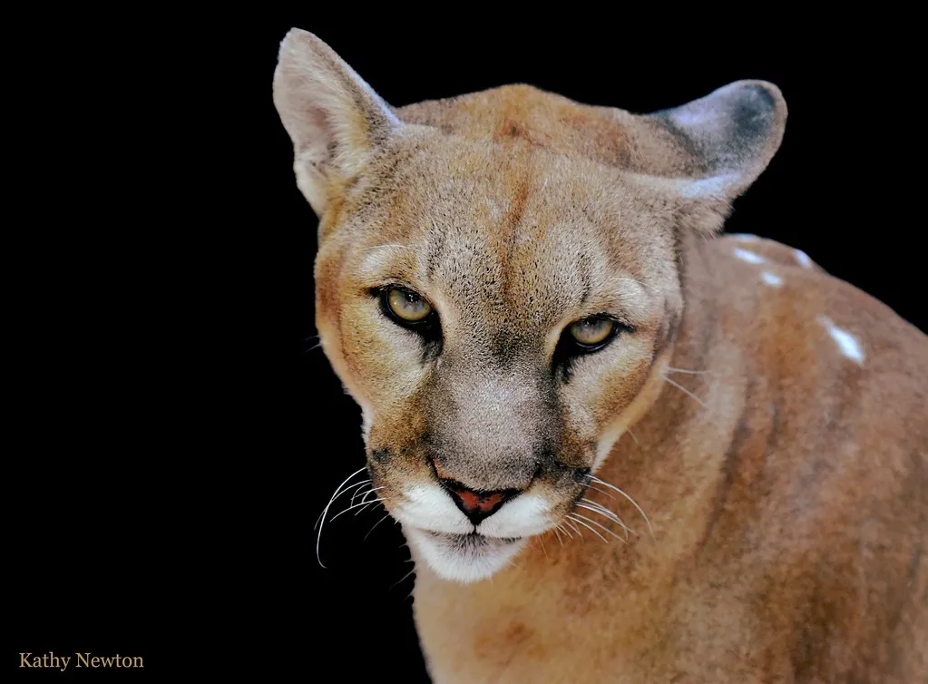 Remembering Joseph the Beloved Cougar