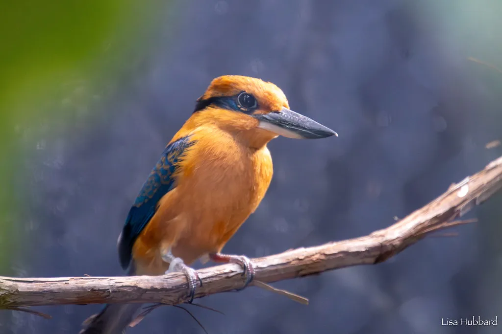 New Group of Extinct-in-the-Wild Birds Heading to Quarantine Ahead of Expected Wild Release