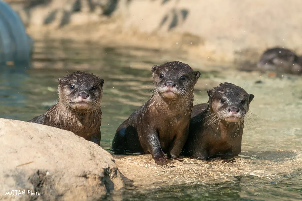 3 asian small clawed otters