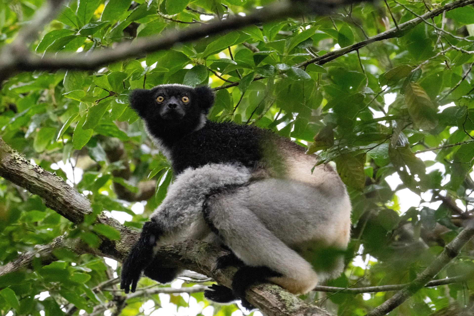 When the Forest Began to Sing: What Madagascar Taught Us About Coexistence