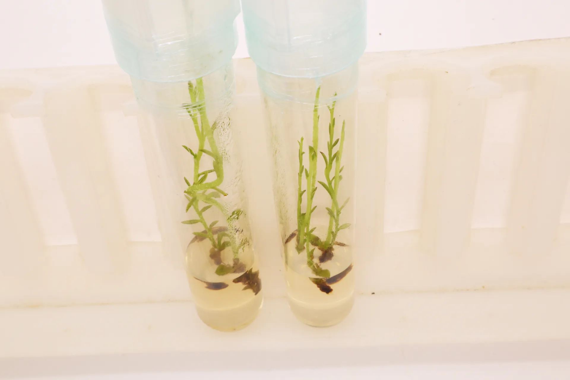 Deeringothamnus pulchellus in tissue culture