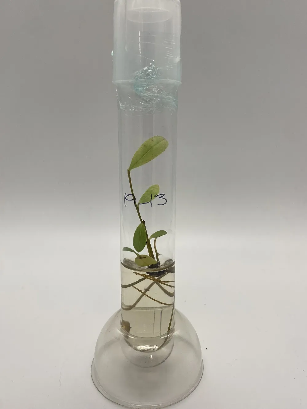 Deeringothamnus rugelii rooting in tissue culture