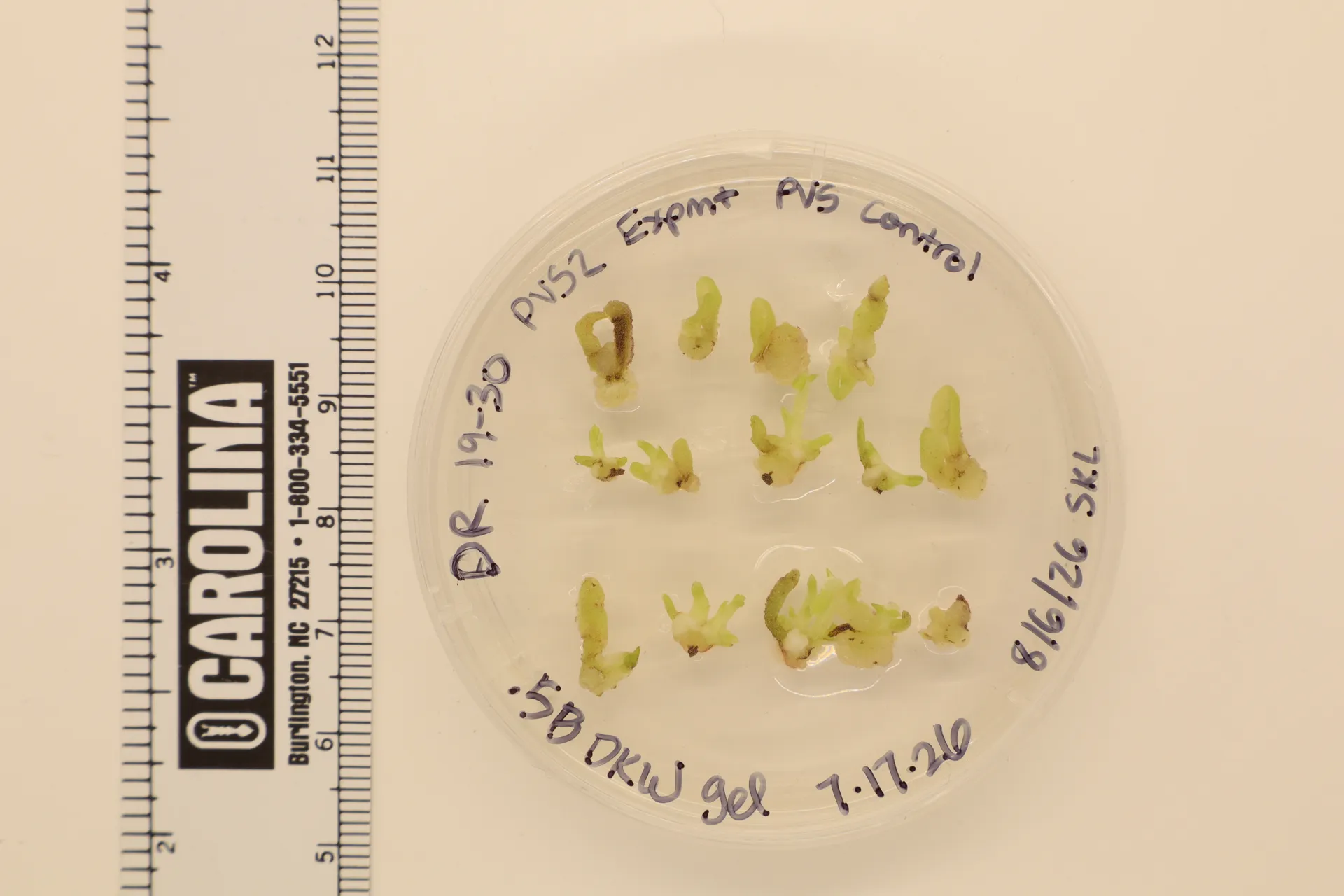 Newer Deeringothamnus rugelii shoot tips
