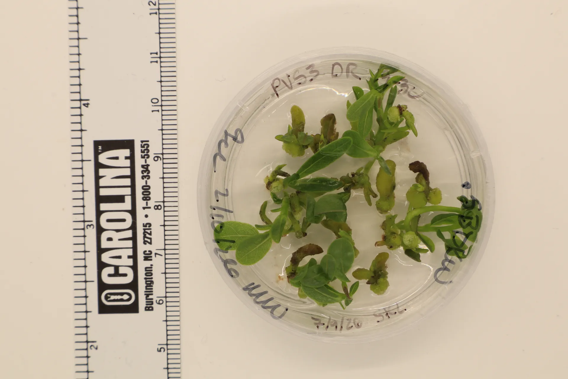 Older Deeringothamnus rugelii shoot tips