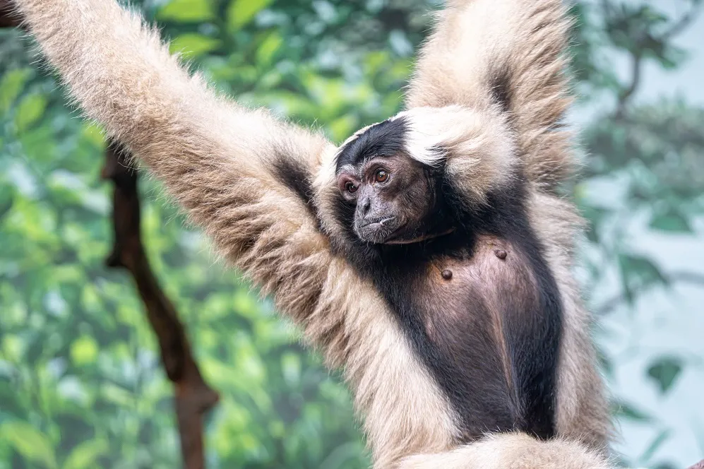 Boo the pileated gibbon